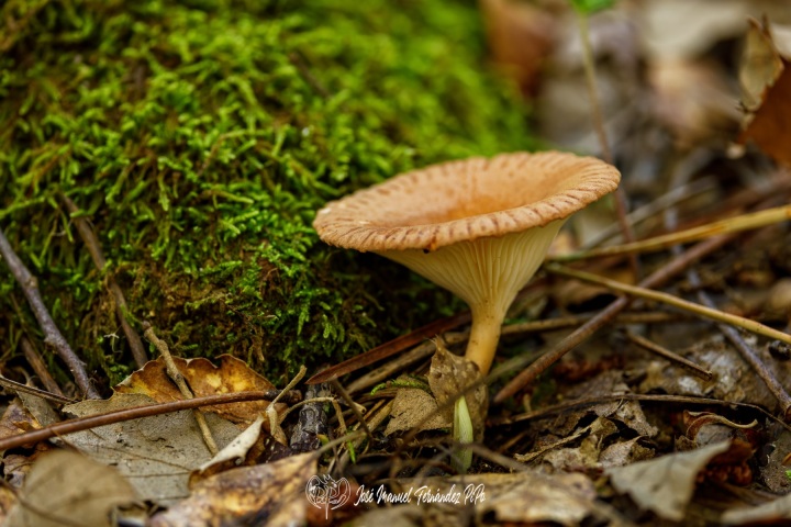 PiPo_732479-E-Erl