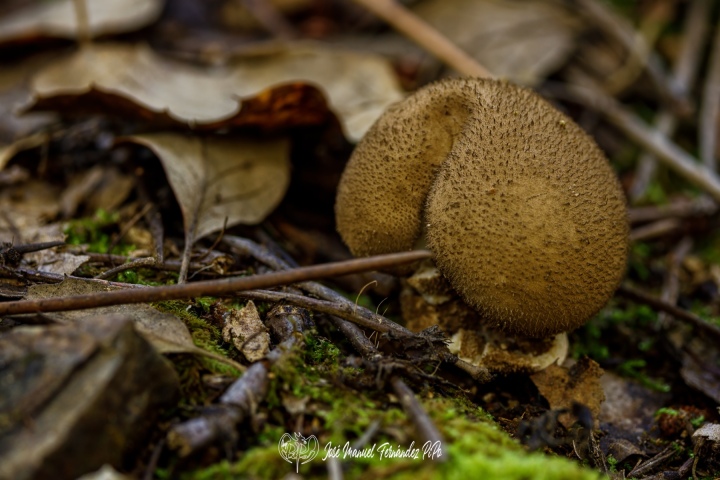 PiPo_732480-E-Erl