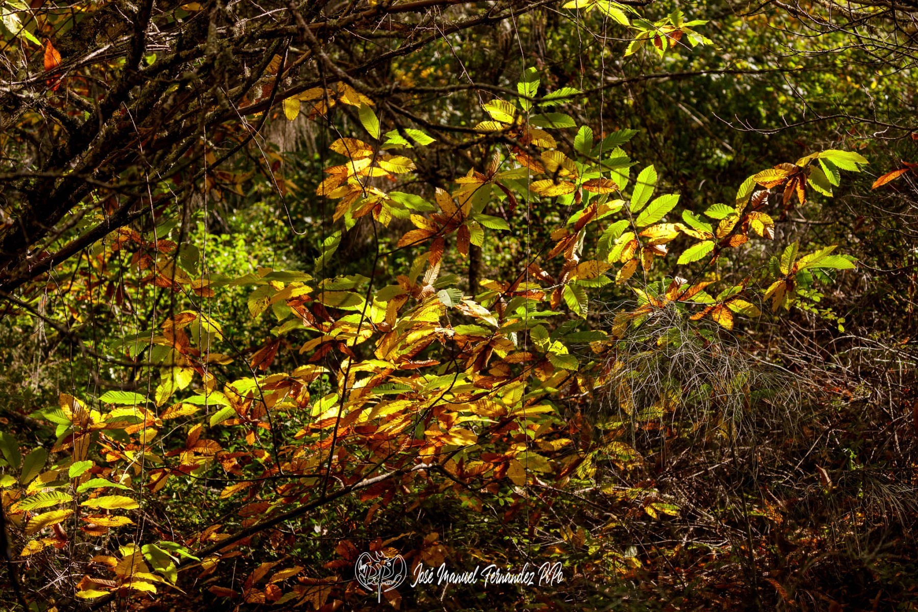 PiPo_732482-E-Erl