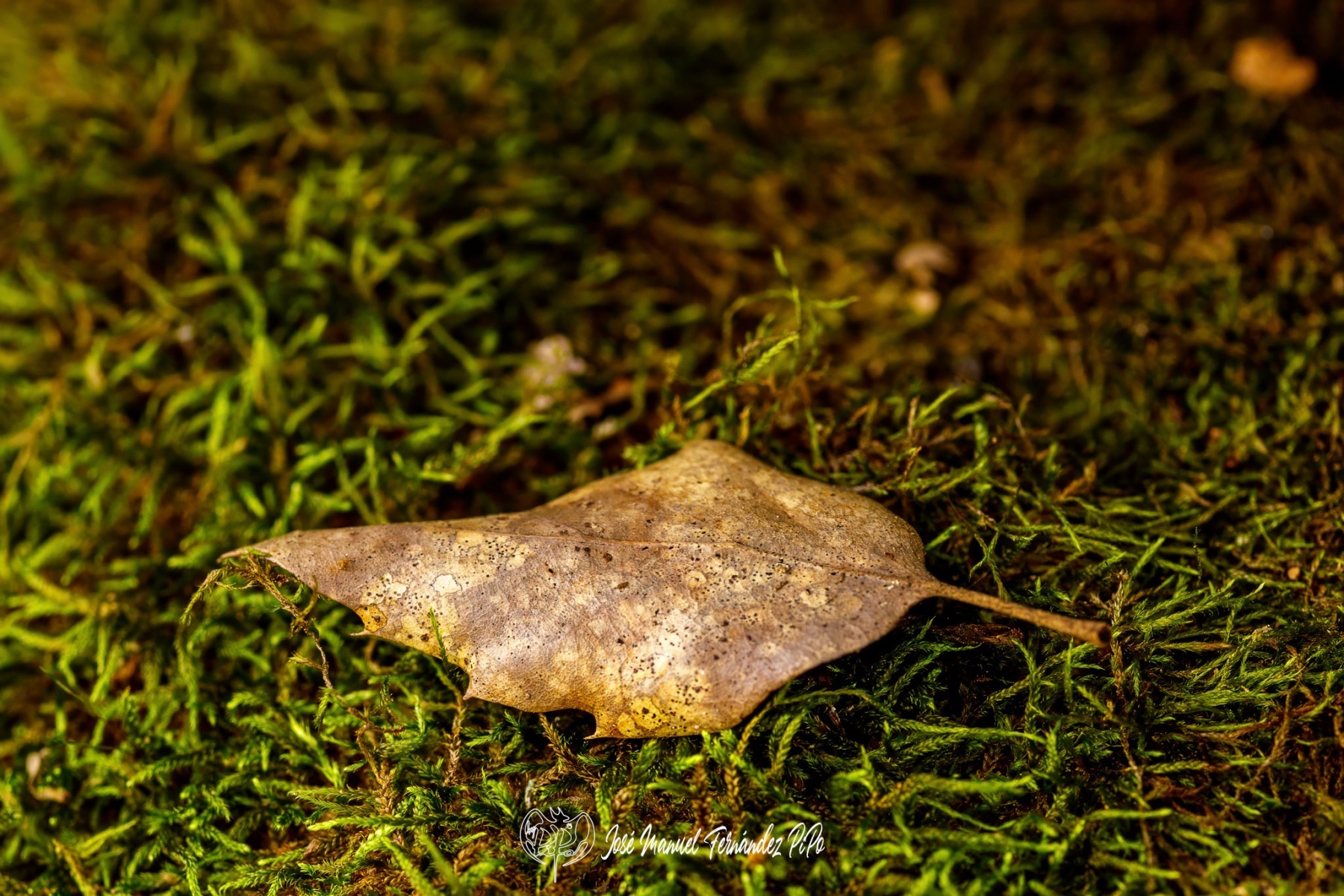 PiPo_732484-E-Erl