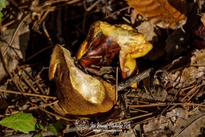 PiPo_732503-E-Erl