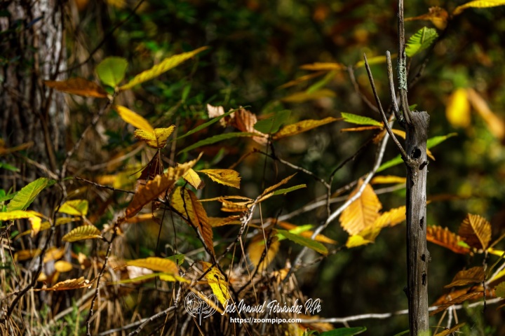 PiPo_732505-E-Erl