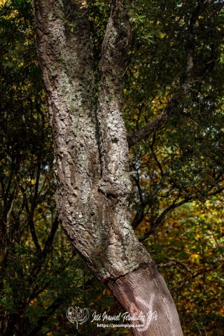 PiPo_732511-E-Erl