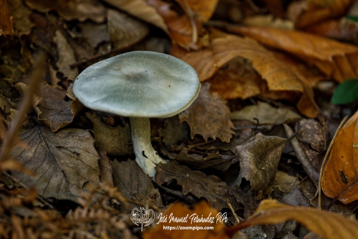 PiPo_732513-E-Erl