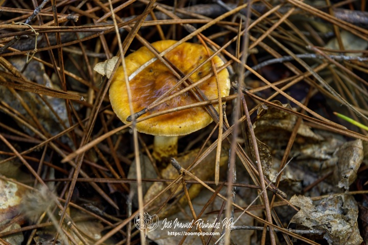 PiPo_732515-E-Erl