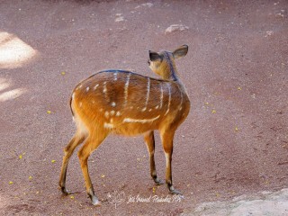 Sitatunga occidental. Tragelaphus spekii