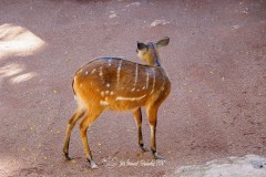 Sitatunga occidental. Tragelaphus spekii.