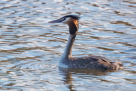 Somormujo Lavanco. Podiceps Cristatus.