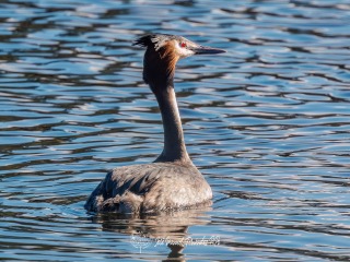 Somormujo Lavanco. Podiceps Cristatus