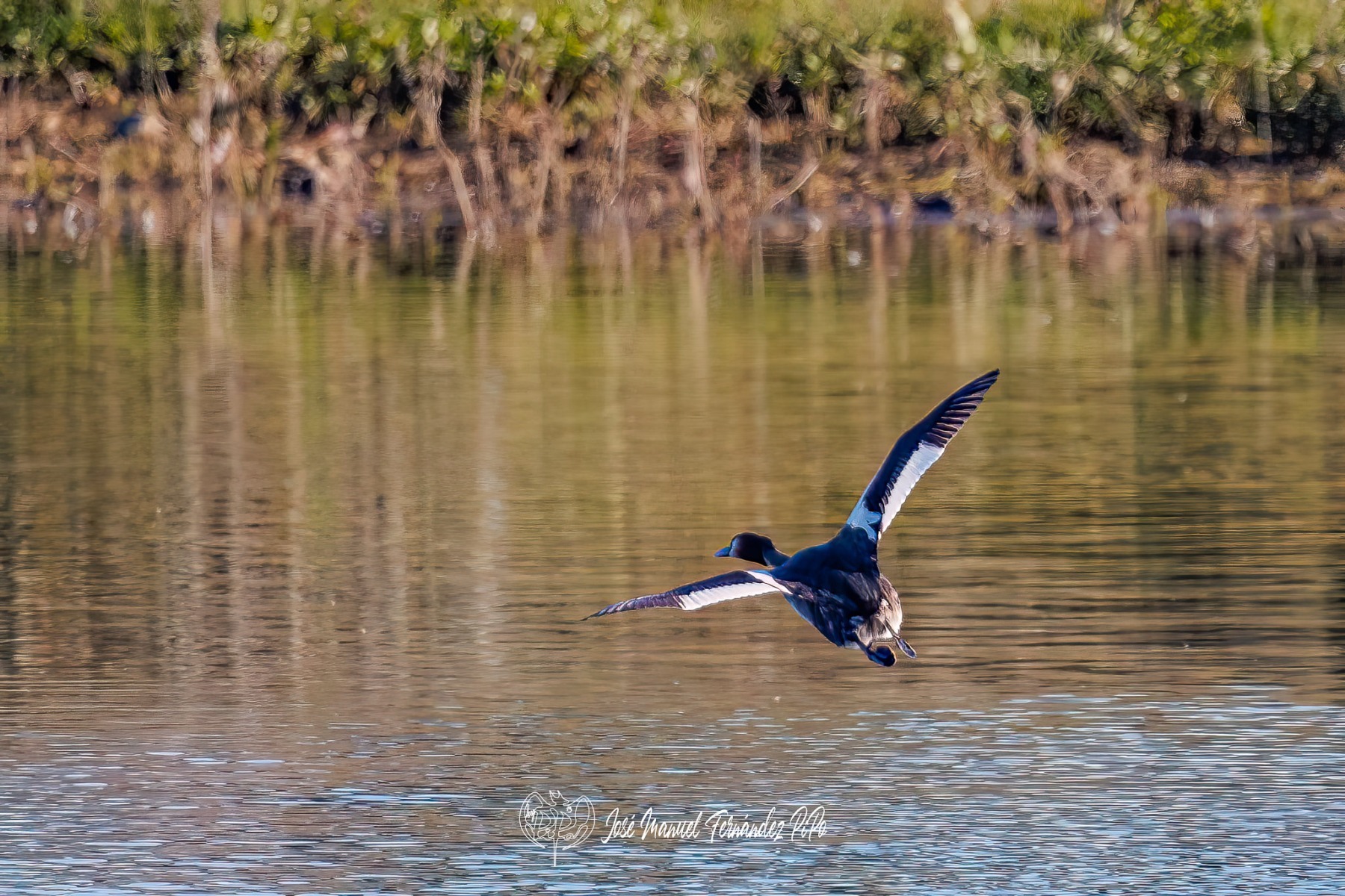 PiPo_475516-Editarrlr