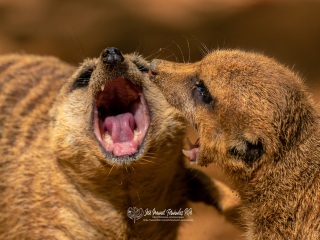 Suricata. Suricata Suricatta