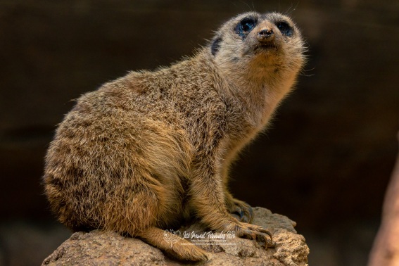 Suricata. Suricata Suricatta.