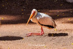 Tántalo Africano. Mycteria Ibis.