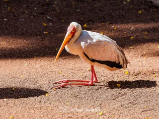 Tantalo Africano. Mycteria Ibis