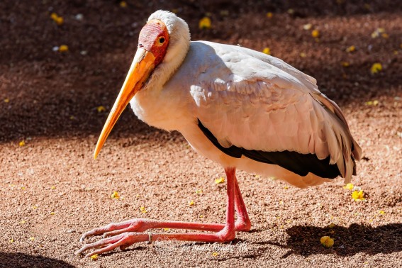Tantalo Africano. Mycteria Ibis.