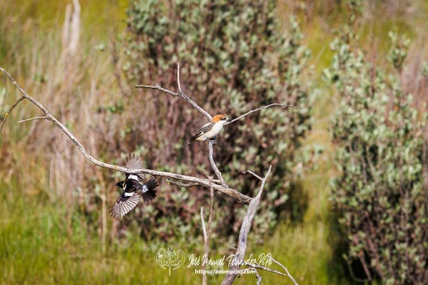 Tarabilla Africana. Saxicola Torquatus