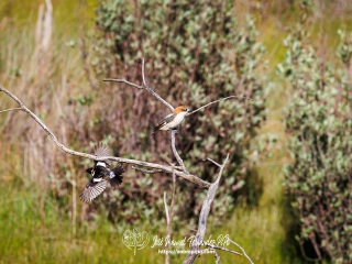 Tarabilla Africana. Saxicola Torquatus
