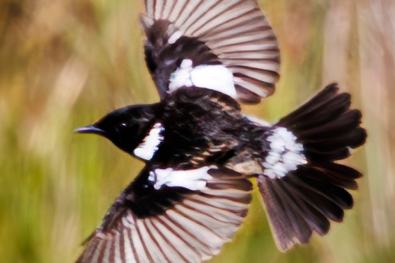 Tarabilla Africana. Saxicola Torquatus.