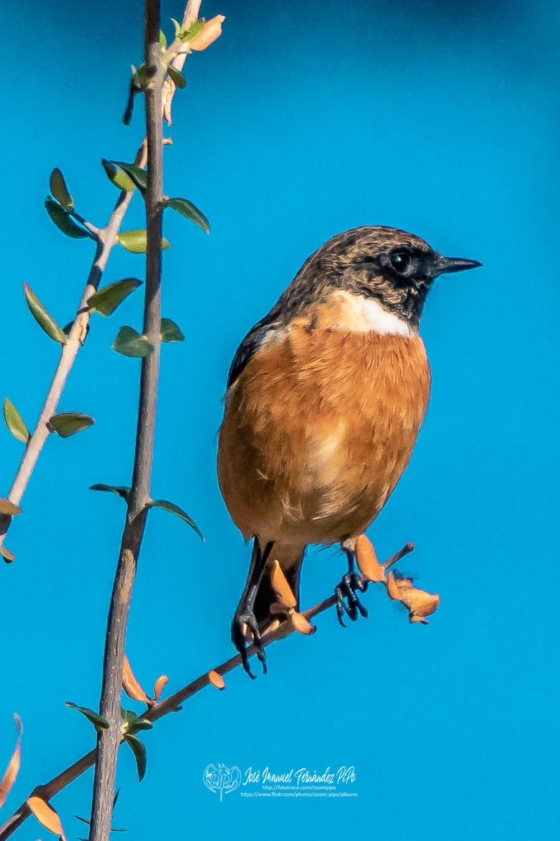 49048185668_d172b77bd5_or