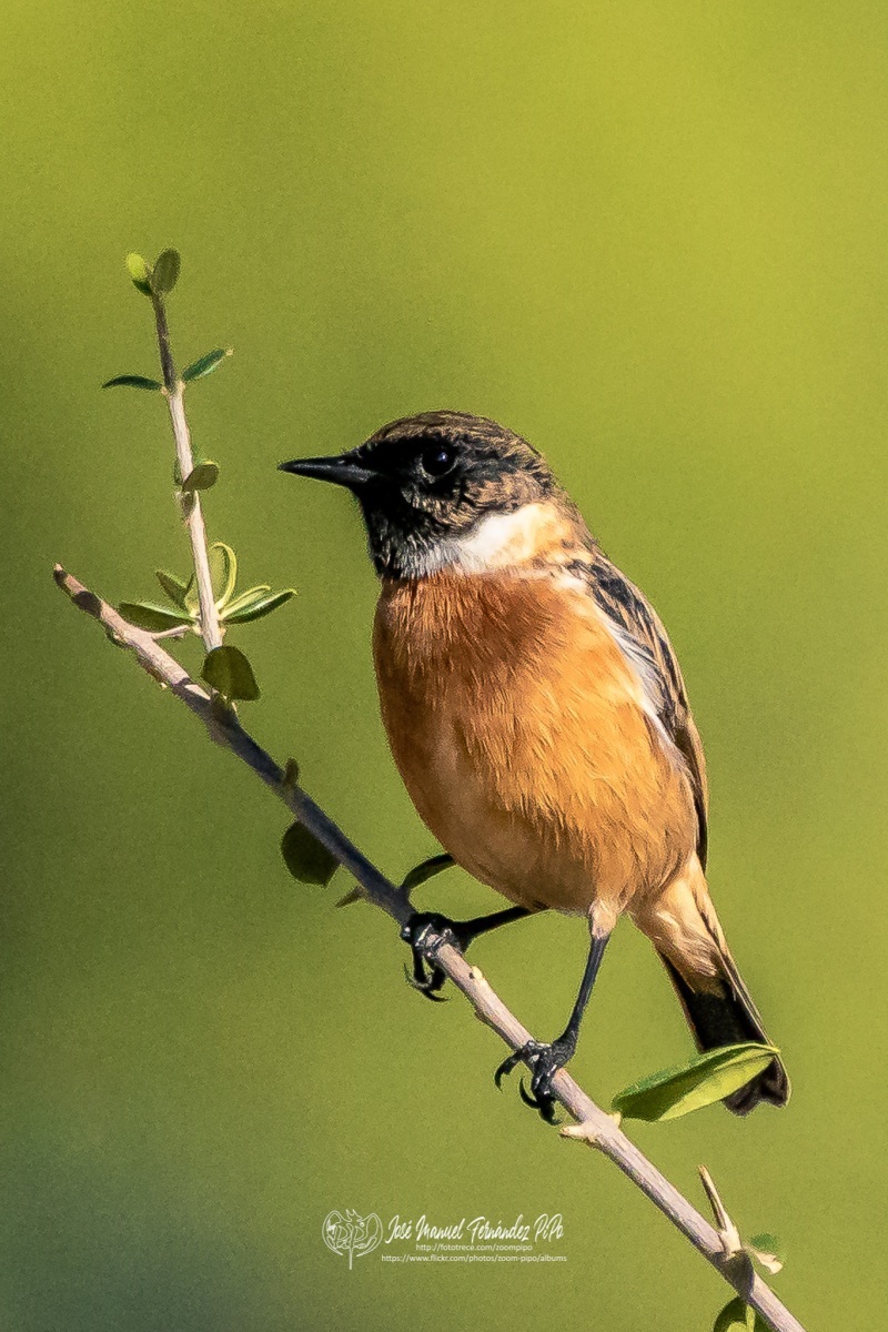 49048185713_ecf25a7671_or