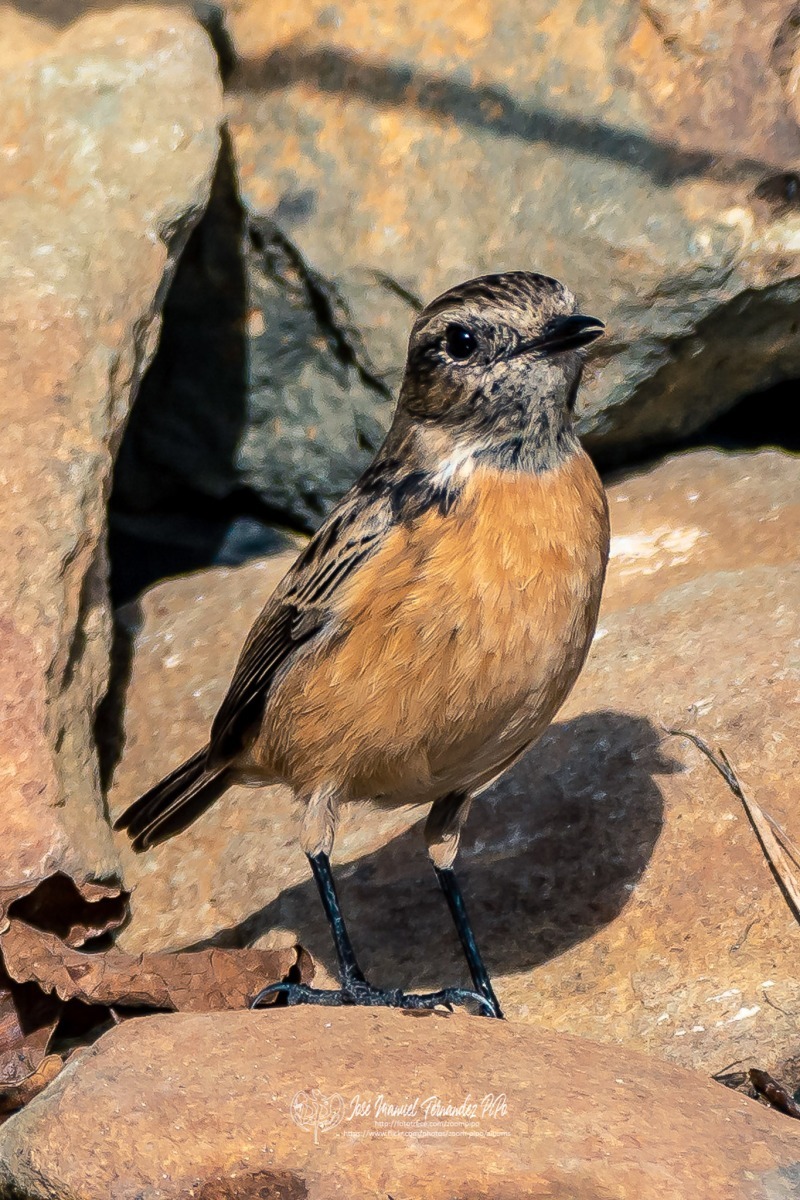 49048688711_4e312519cc_or