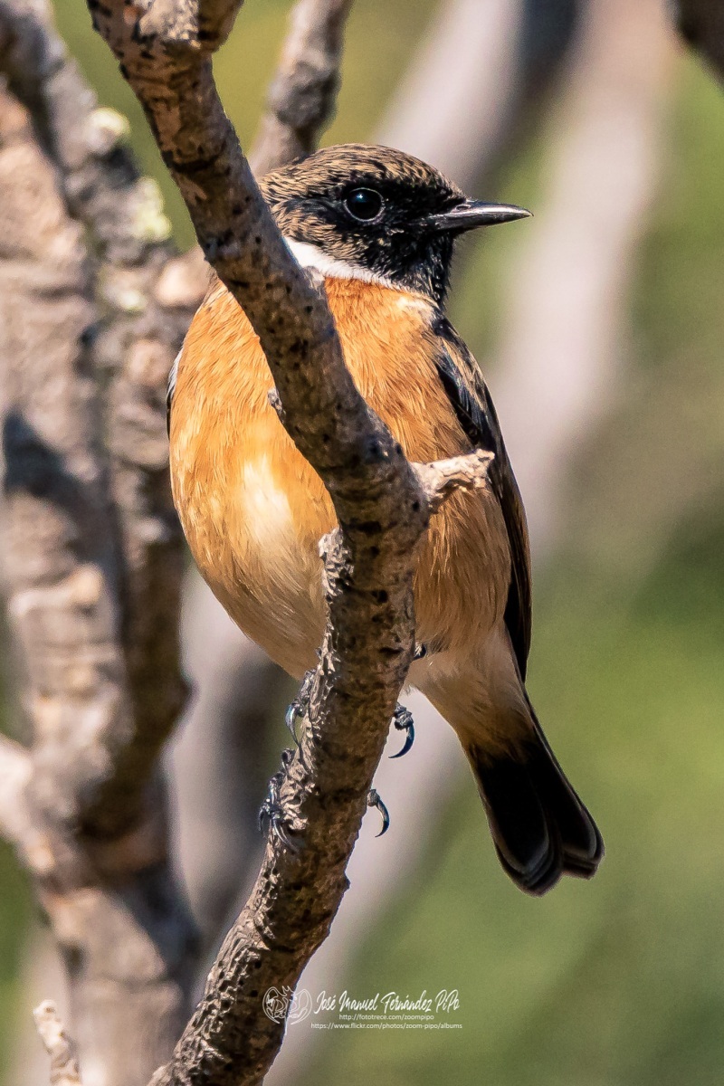 49150410238_3b2ceb0457_or