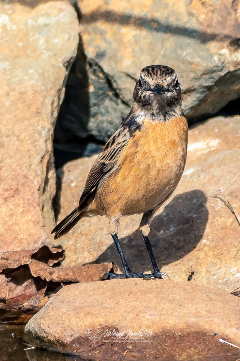 49234990322_759c0b78c5_or