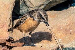 Tarabilla Común. Saxicola Rubicola.