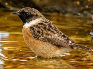 Tarabilla Comun. Saxicola Rubicola
