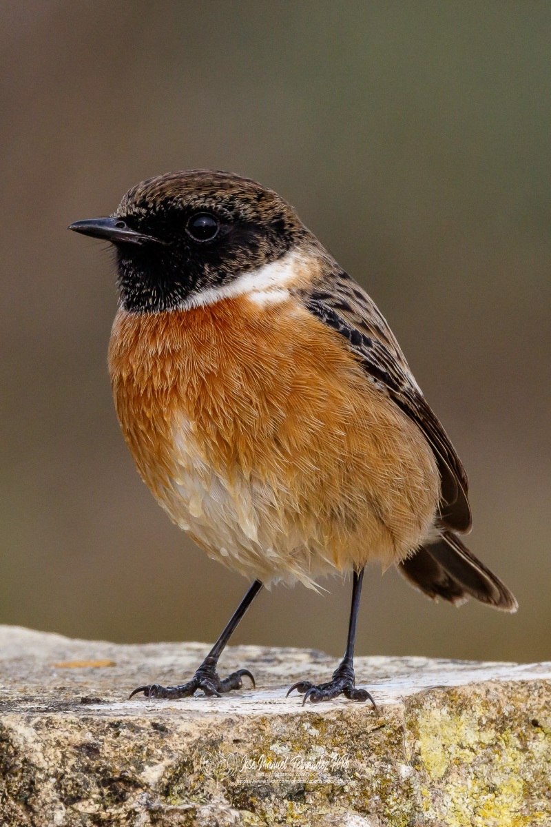 49320967193_3a1d3c4fd2_or