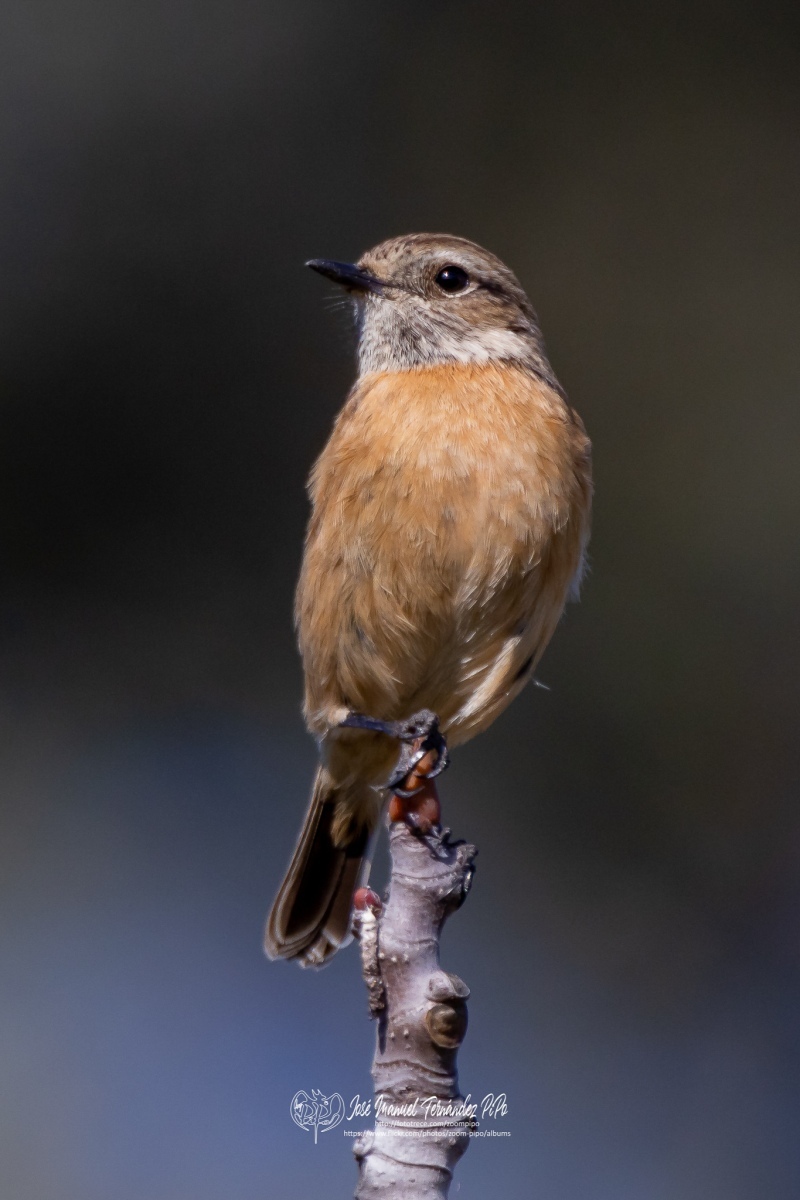 49737721911_6cca458efa_or