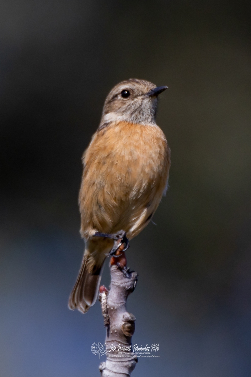 49738050047_18986674d7_or