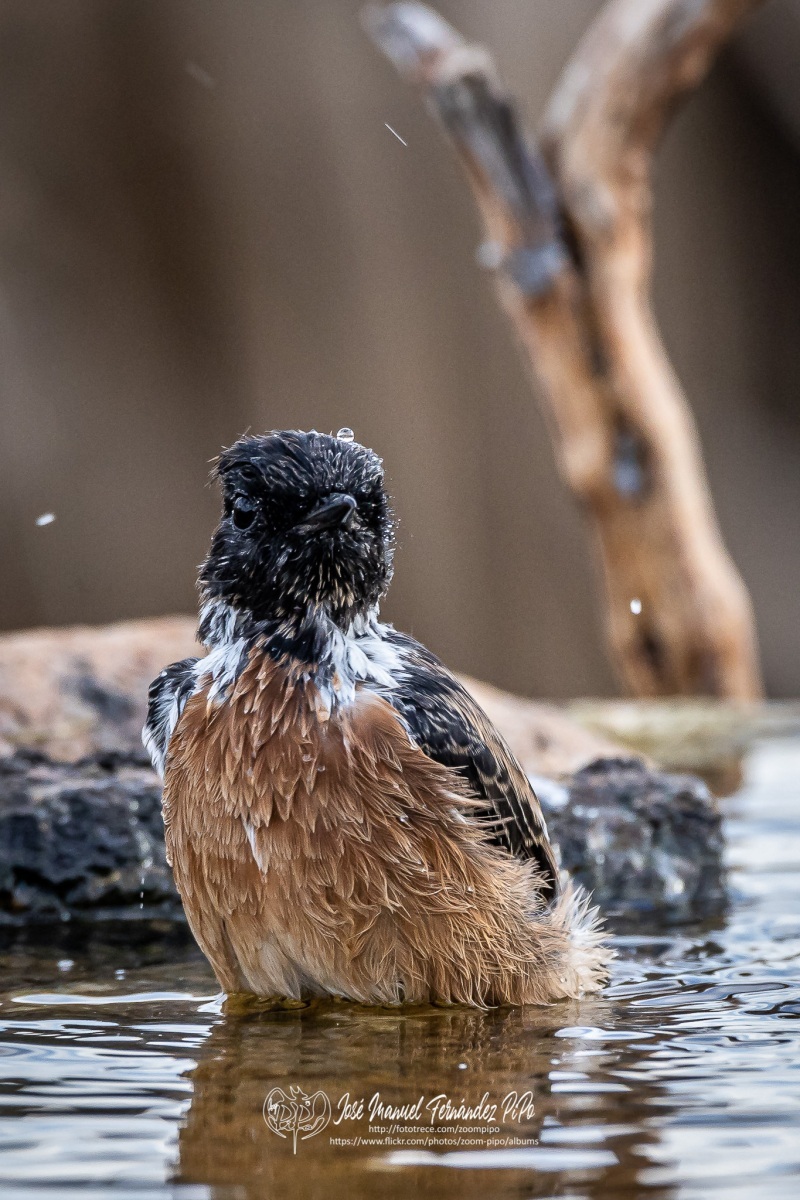 50297567996_3d33c0f810_or