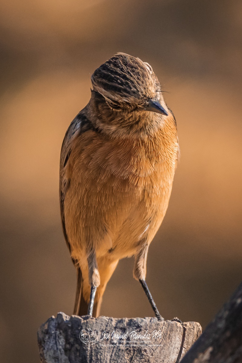 50323076532_68c2d4b33e_or