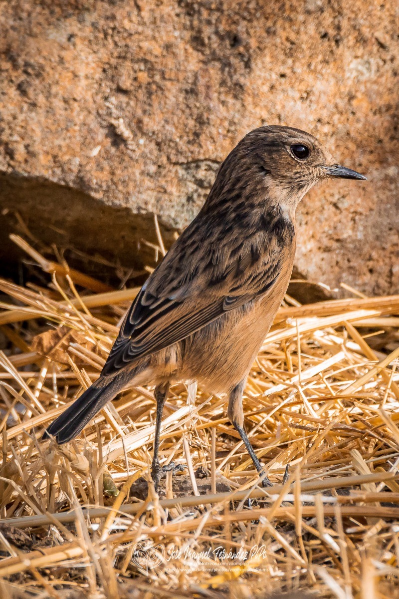 50334657736_e67d0eb149_or