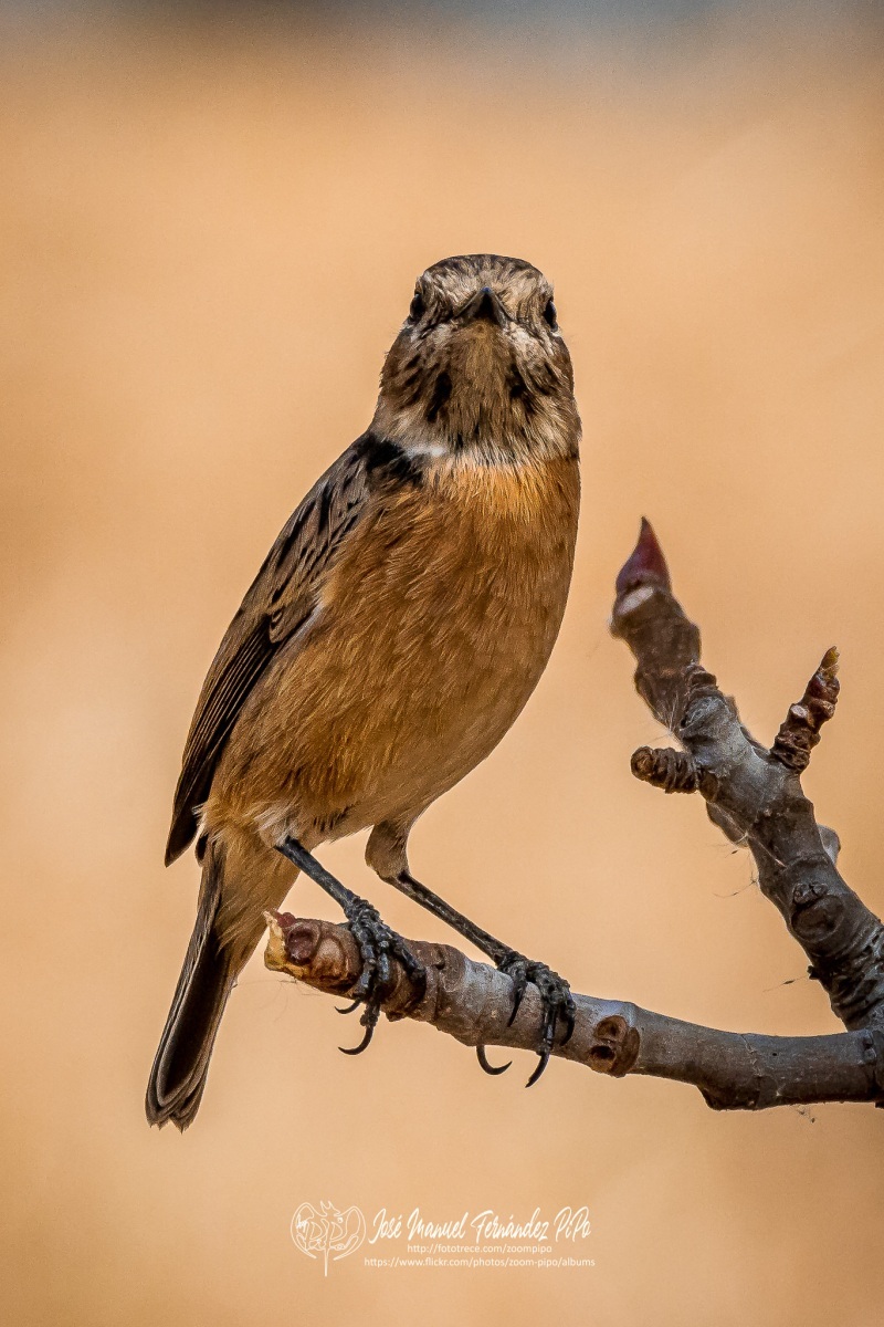 50334657806_aa15a9a71f_or