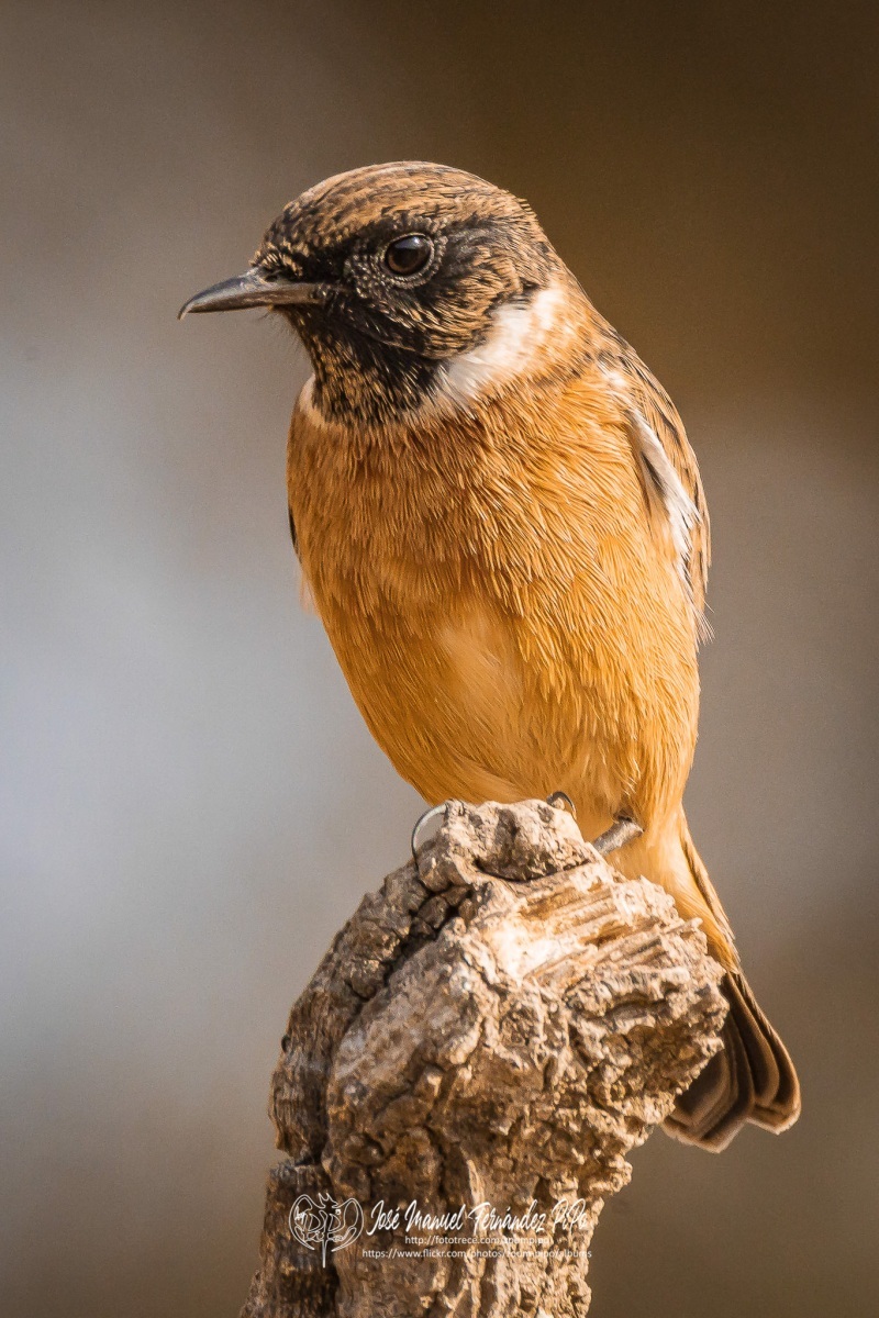 50334818852_c587f81e84_or