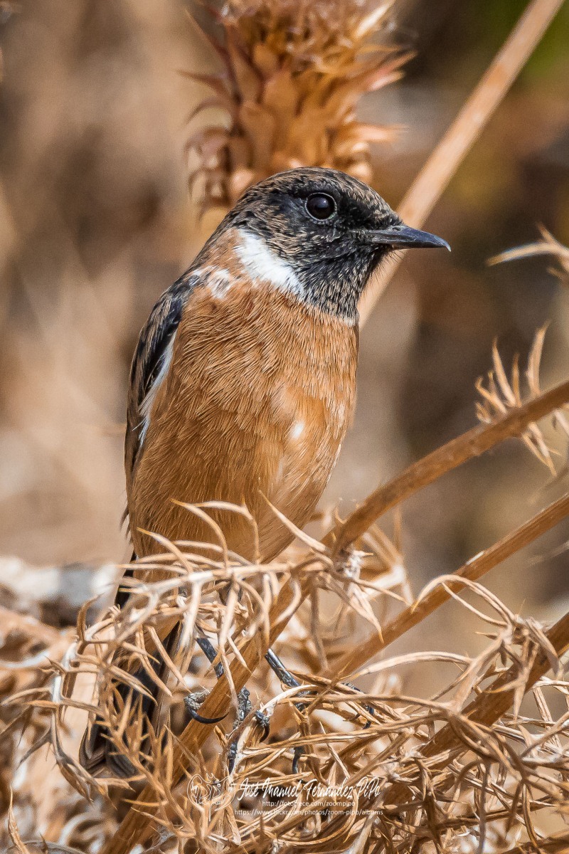 50337582878_417ee77d2d_or