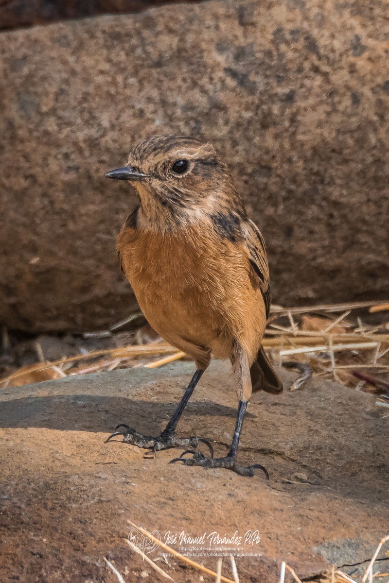 50398079288_f8bcf03047_or