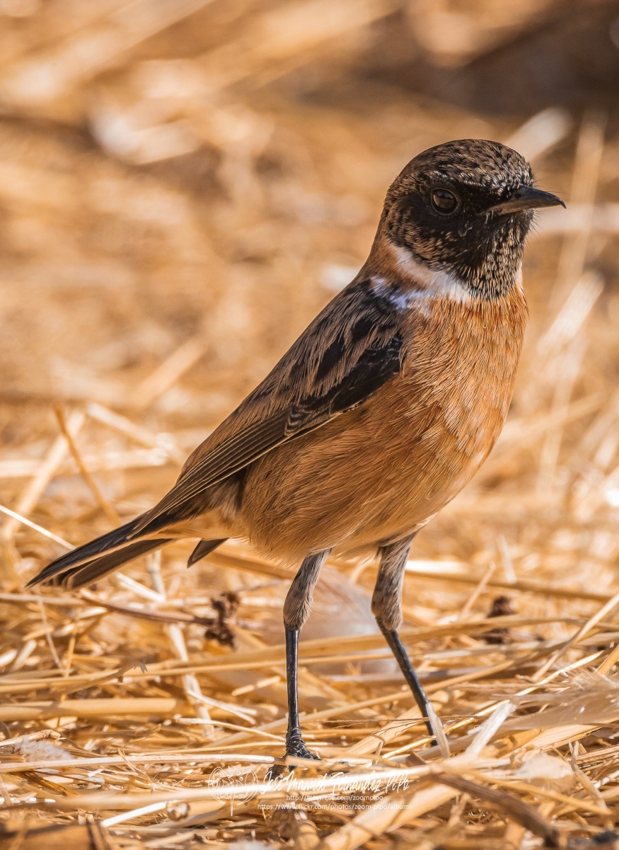 50398079298_0d7212bbeb_or