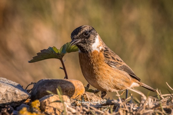 Tarabilla Comun. Saxicola Rubicola.