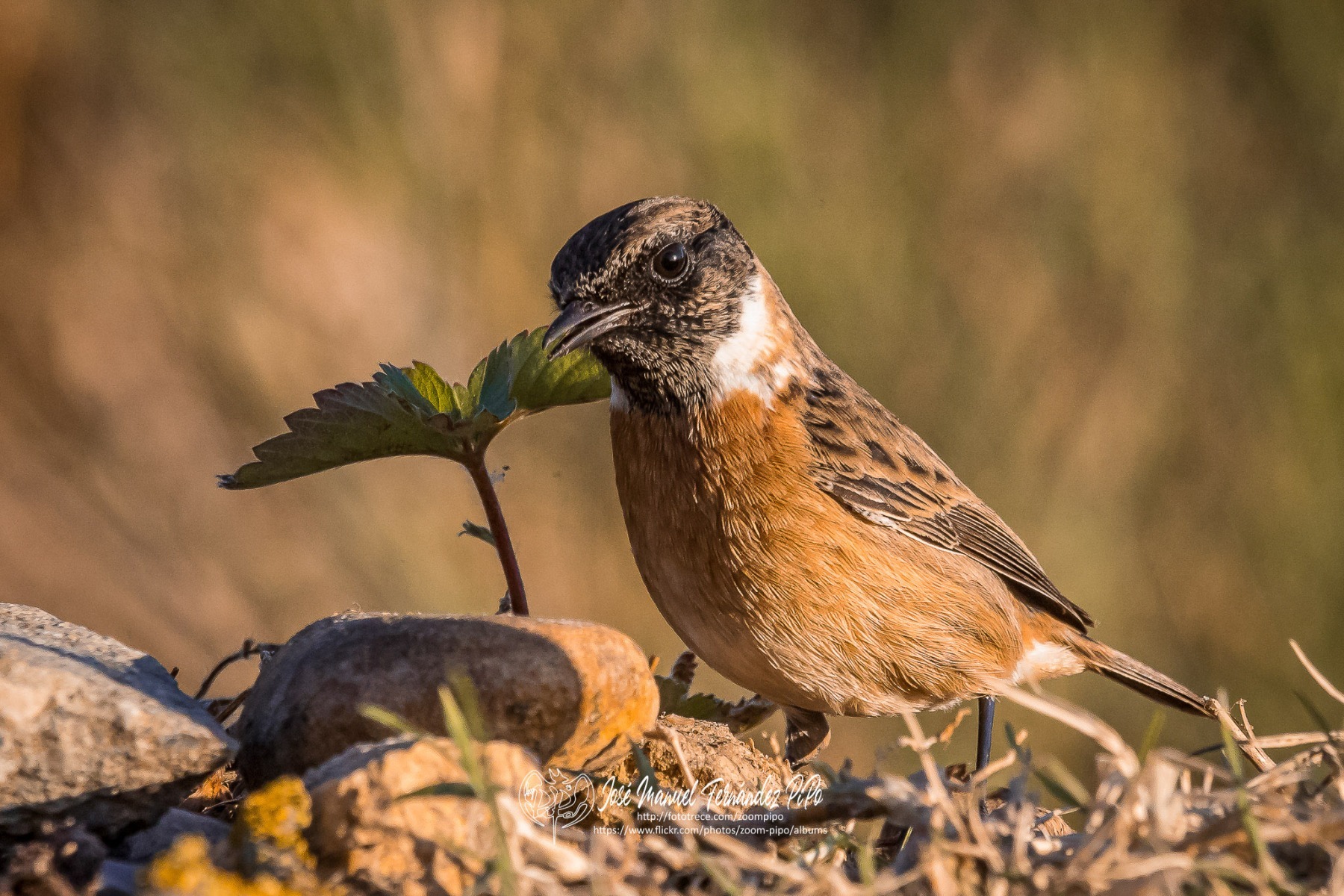 50615868198_f24ea7d2bb_or