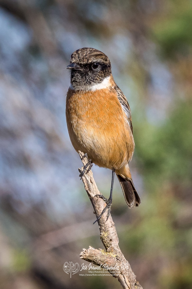 50615868388_01493d85ff_or