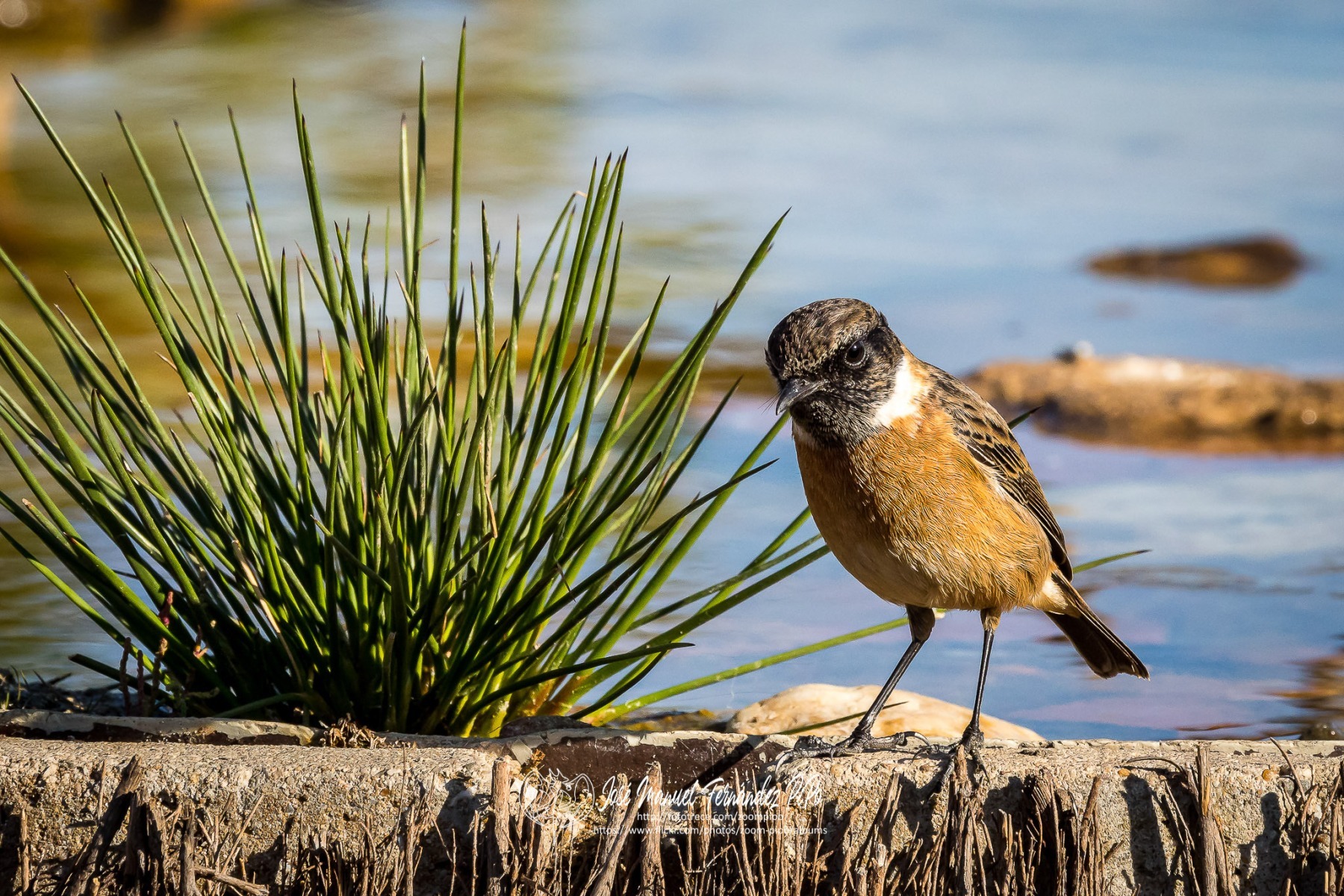 50616719172_f93cc1d7f9_or