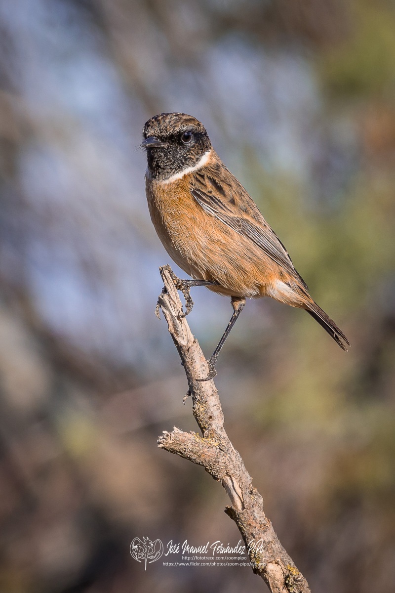 50616719482_59f6884892_or