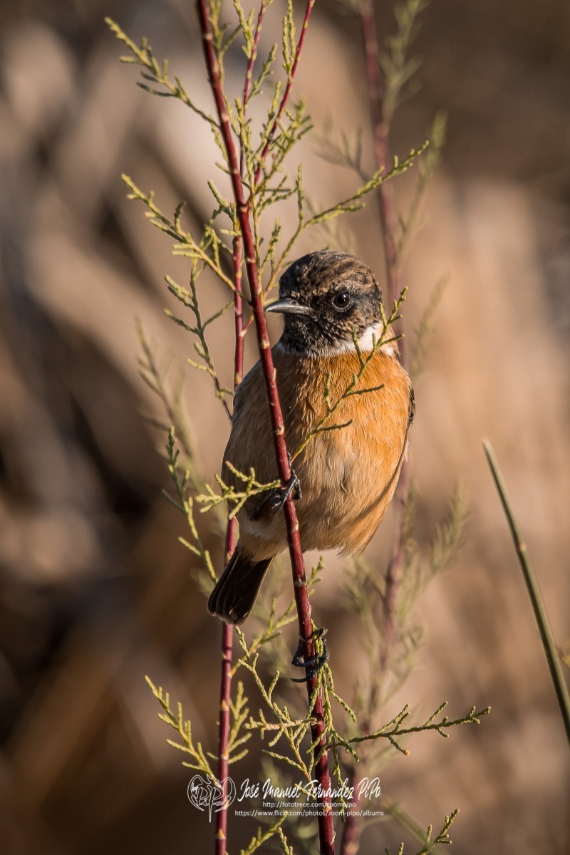 50616719567_f97ea7164d_or