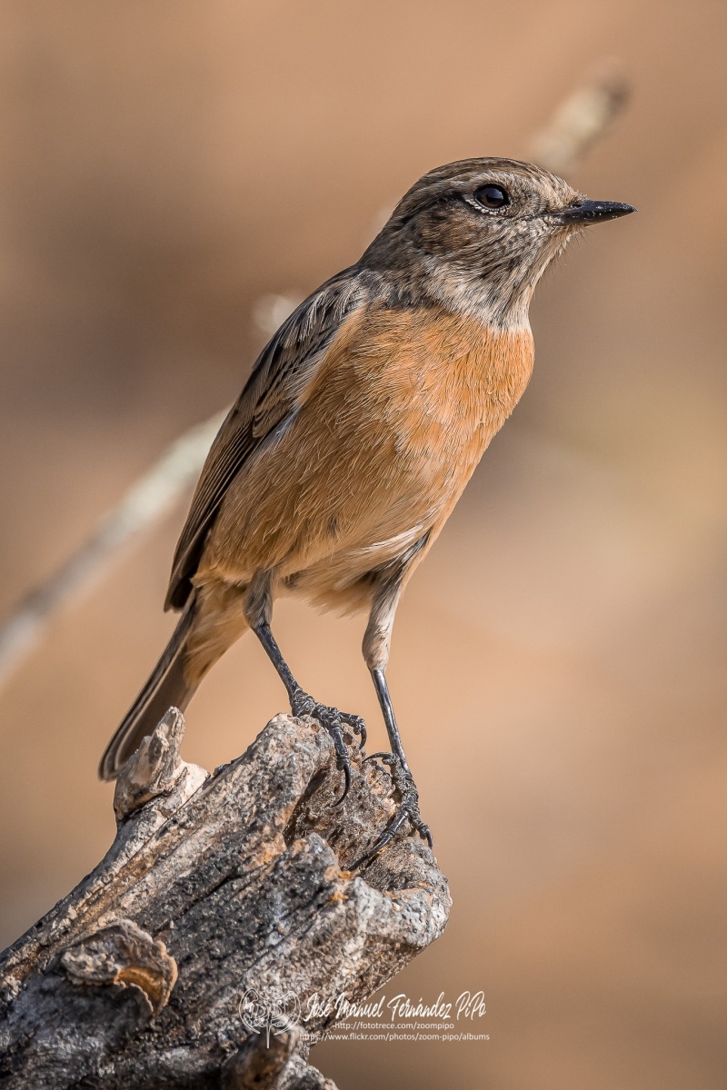 50709807732_be3ea2f8e0_or