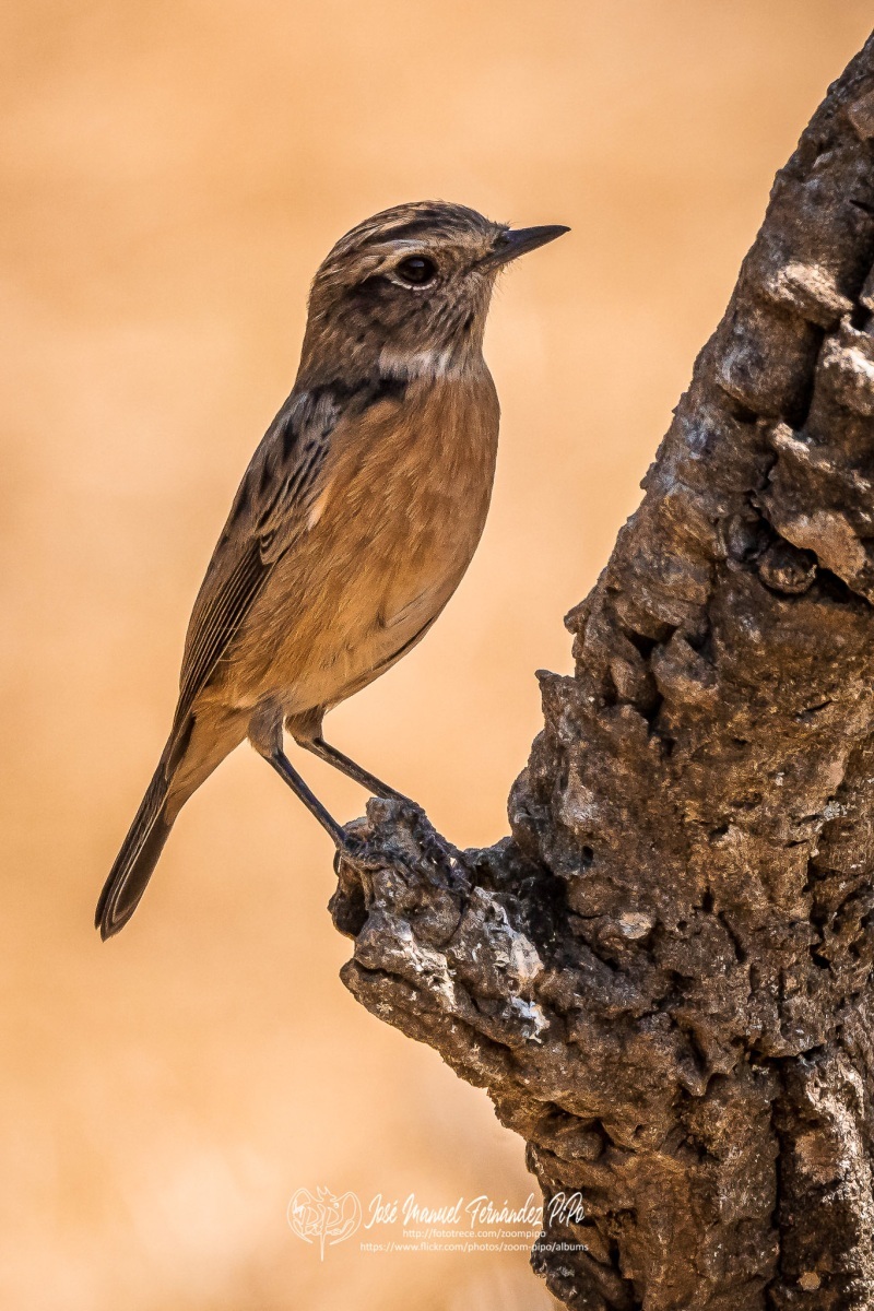 50718152038_c2ab58f349_or