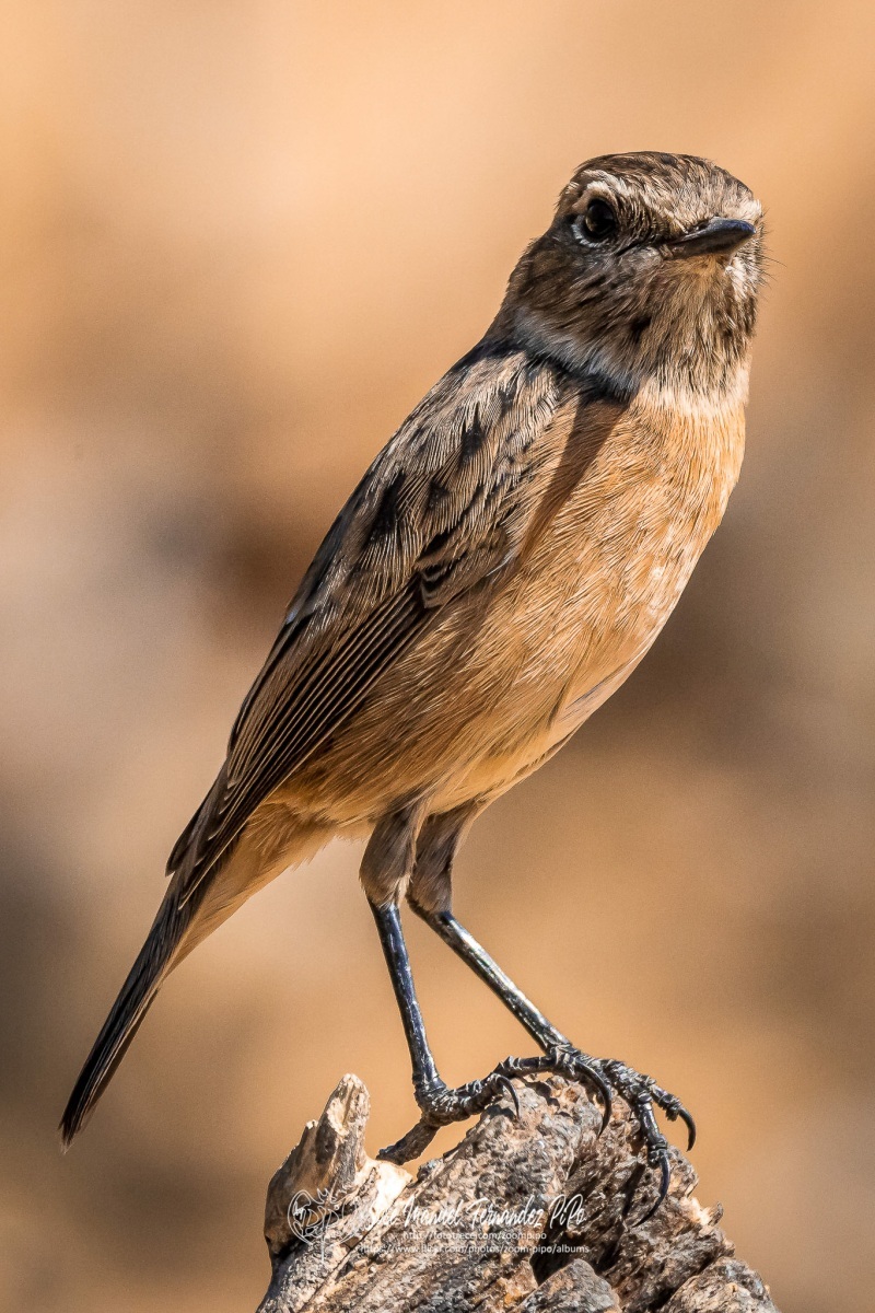 50718889436_14af55929e_or