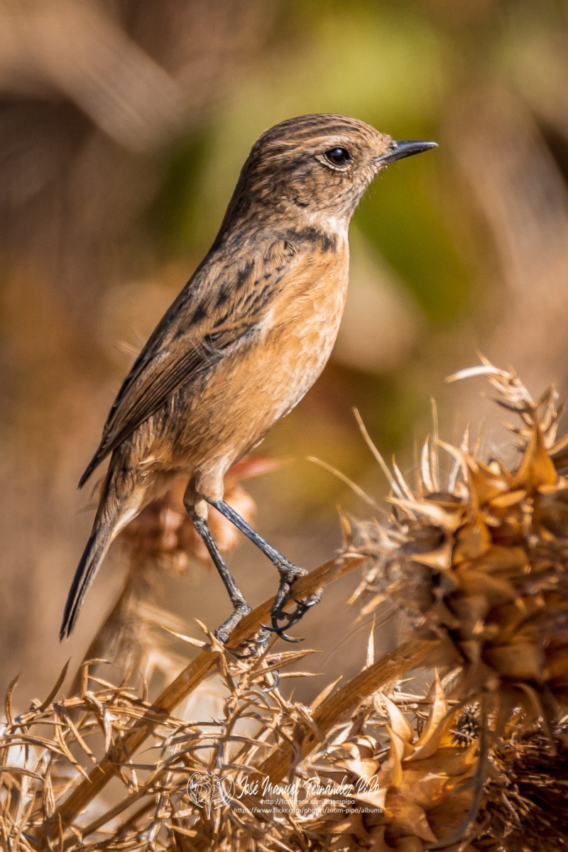 50718890726_fbbff79417_or